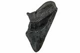 Partial, Fossil Megalodon Tooth - South Carolina #307298-1